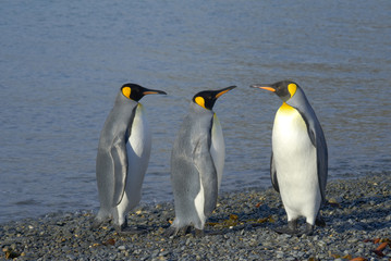 Fototapeta na wymiar King Penguins, South Georgia Island, Antarctic