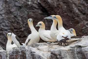 Obraz premium A breading colony of northern gannets (Morus bassanus) on a Bass rock