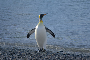 Obraz premium King Penguin, South Georgia Island, Antarctic