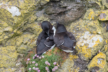 Razorbill (Alca torda) nesting on coastal cliff Scotland