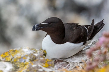 Razorbill (Alca torda) seabird nesting on cliff edge.