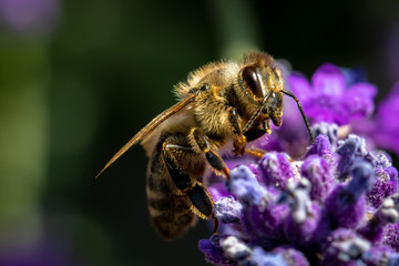 Bee collecting pollen from lavender flower