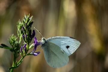 Butterfly on a lavender flower
