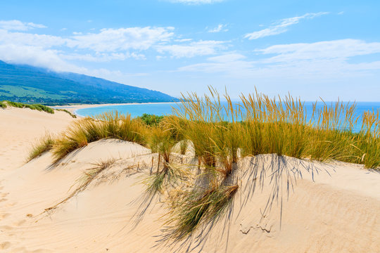 Grass on sand dunes at Paloma beach, Costa de la Luz, Spain