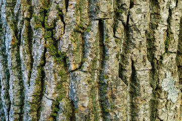 Texture of old birch bark with moss