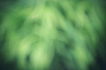 Natural green abstract spring background