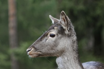 Head of a female fallow deer