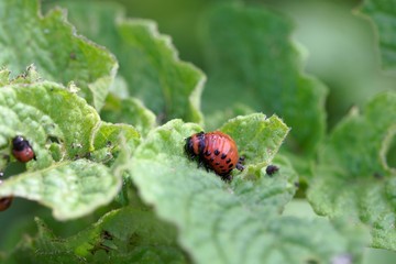 Larva of a Colorado potato beetle (Leptinotarsa decemlineata)