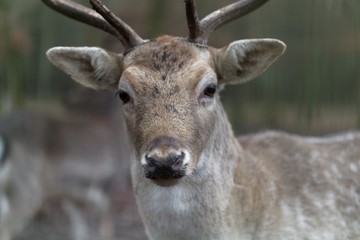 Head of a male fallow deer