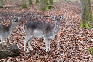 Fallow deer’s in a forest.
