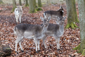 Fallow deer’s in a forest.