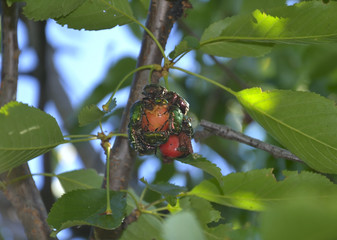 cherry fruit  ests and diseases