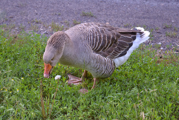 goose grazes on a meadow farm