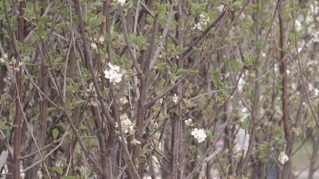 Close up shot of cherry blossoms in spring. Many seedlings of various fruit crops.