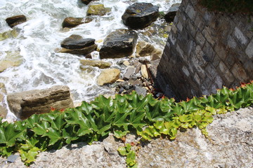 A plant of ivy grows on a rock above a raging sea.