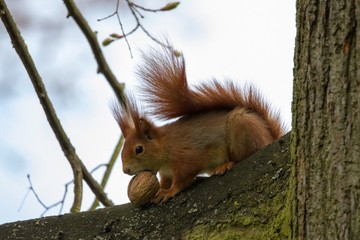 Eichhörnchen 35 © Karl-Heinz Schmidt