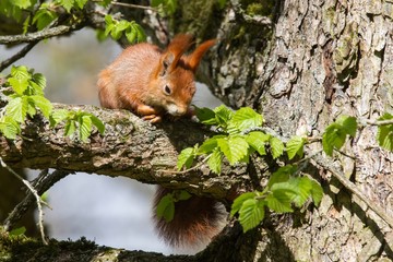 Eichhörnchen 6