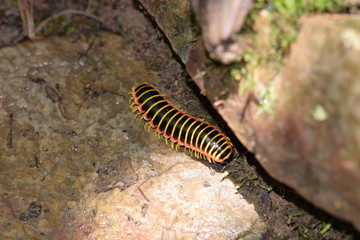 Obraz na płótnie Canvas macro, millipede, nature, insects, Virginia, Roaring Run, bug, vacation, beauty, ecology, wildlife, forest, woods, 