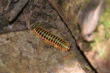 macro, millipede, nature, insects, Virginia, Roaring Run, bug, vacation, beauty, ecology, wildlife, forest, woods, 