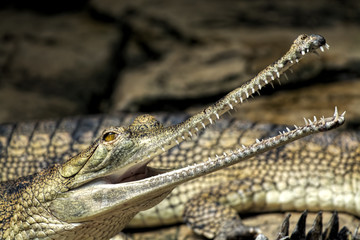 Gharial