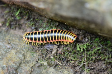 macro, millipede, nature, insects, Virginia, Roaring Run, bug, vacation, beauty, ecology, wildlife, forest, woods, 