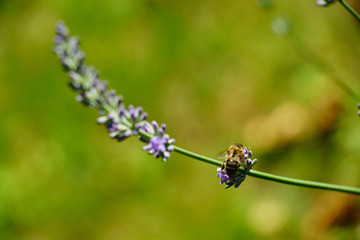 Biene im Lavendel
