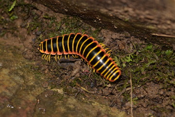 macro, millipede, nature, insects, Virginia, Roaring Run, bug, vacation, beauty, ecology, wildlife, forest, woods, 