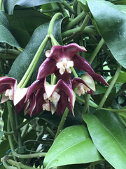 Blooming subtropical plant with thick dark violet and white petals, huge leaves, interlaced...