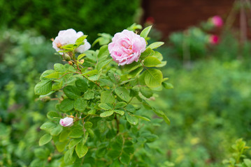 rose in the garden