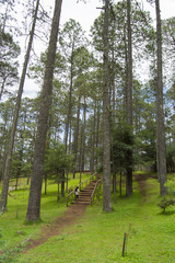  path in the middle of a pine forest