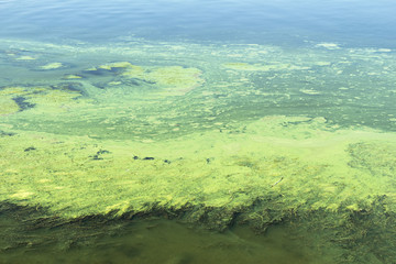 Algae polluted water in a river