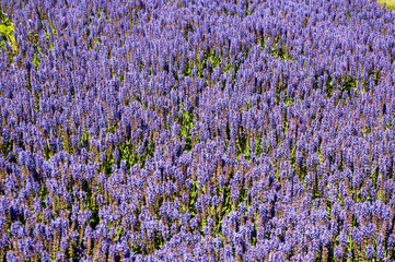 Naklejka premium Lavender 