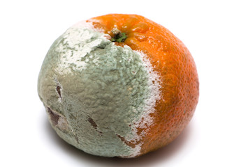 the orange is rotten with mold