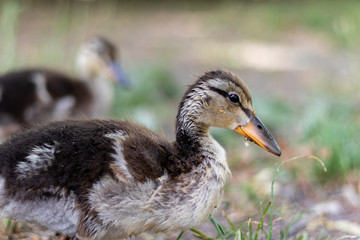 duckling