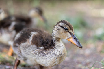 duckling