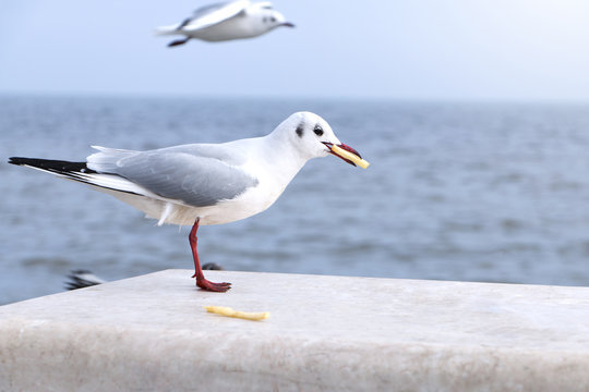 Seagull bird on the beach