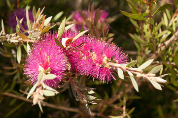 Pink bottle brush flowers