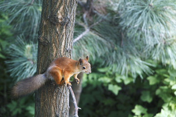 squirrel on a branch