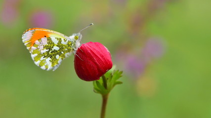 Anthocharis cardamines 10