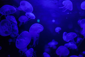 Naklejka na ściany i meble Jellyfish in action in the aquarium,Creating beautiful effect while in motion
