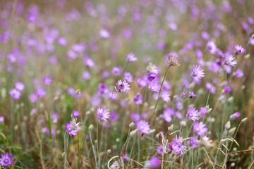 Naklejka premium Field of purple pink flowers on the hillside Summer season