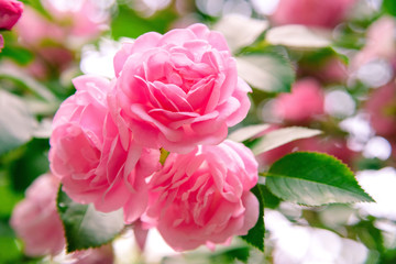 closeup of rose bush flowers in garden