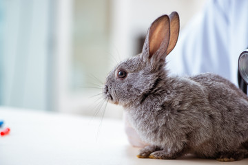 Vet doctor checking up rabbit in his clinic
