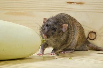 Rat eats vegetable marrow.