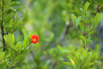 Pomegranate flower