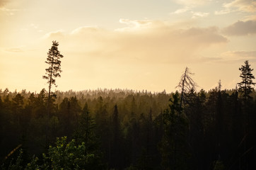 Fototapeta na wymiar Aerial pine forest silhouette and golden sunset sky