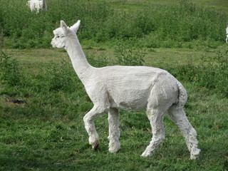 Llamas in Suffolk