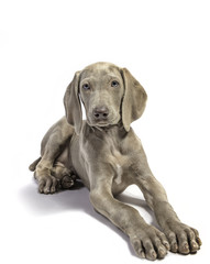 Cute Pure Bred Weimaraner puppy