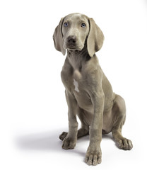 Cute Pure Bred Weimaraner puppy