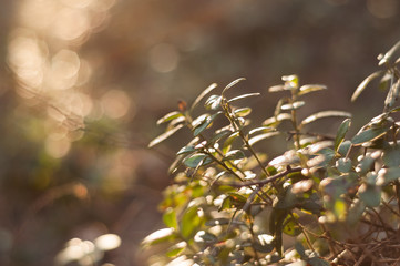 Lingonberry foliage in sunset light. Cowberry leaves macro photo.